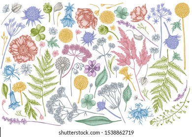 Vector set of hand drawn pastel shepherd's purse, heather, fern, wild garlic, clover, globethistle, gentiana, astilbe, craspedia, lagurus, black caraway, chamomile, dandelion, poppy flower, lily of