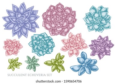 Vector set of hand drawn pastel succulent echeveria