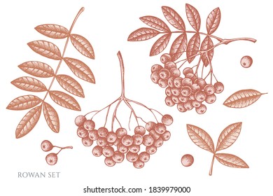 Vector set of hand drawn pastel rowan