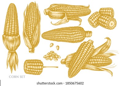 Vector set of hand drawn pastel corn