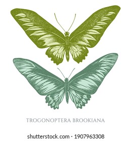 Vector set of hand drawn pastel rajah brooke s birdwing