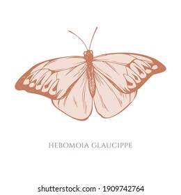 Vector set of hand drawn pastel great orange-tip