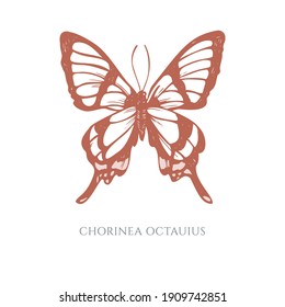 Vector set of hand drawn pastel octauius swordtail