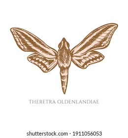 Vector set of hand drawn pastel white-banded hunter hawkmoth