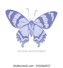 Vector set of hand drawn pastel alcides agathyrsus