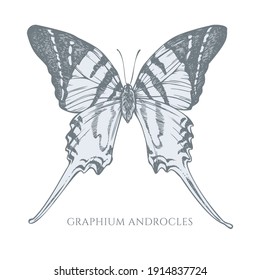 Vector set of hand drawn pastel giant swordtail