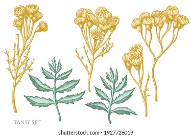 Conjunto vectorial de tansia pastel dibujado a mano
