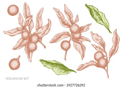 Conjunto vectorial de solanum pastel dibujado a mano