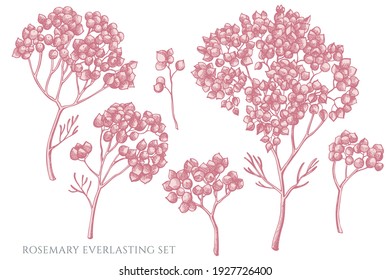 Vector set of hand drawn pastel rosemary everlasting