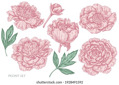 Vector set of hand drawn pastel peony