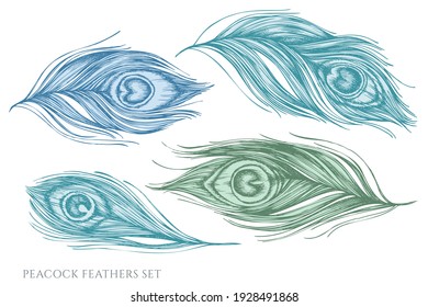 Vector Set Of Hand Drawn Pastel Peacock Feathers