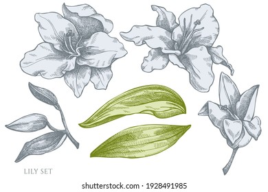 Vector set of hand drawn pastel lily