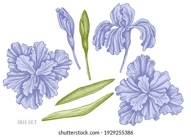 Vector set of hand drawn pastel iris