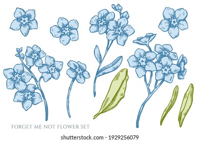 Vector set of hand drawn pastel forget me not flower