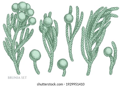 Vector set of hand drawn pastel brunia