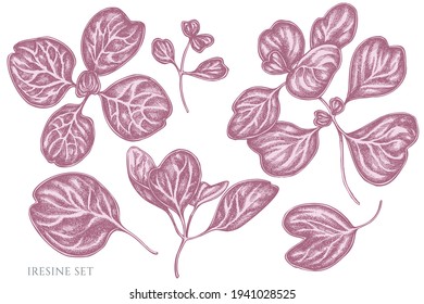 Vector set of hand drawn pastel iresine