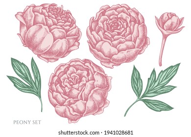 Vector set of hand drawn pastel peony