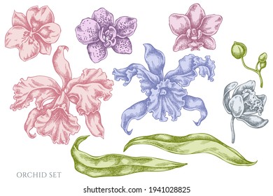 Vector set of hand drawn pastel orchid