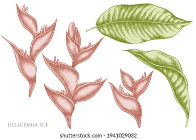 Vector set of hand drawn pastel heliconia