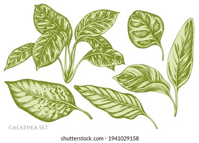 Vector set of hand drawn pastel calathea