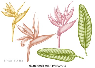 Vector conjunto de estrelitzia pastel dibujado a mano