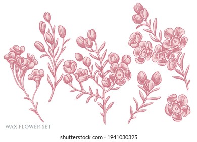 Vector set of hand drawn pastel wax flower