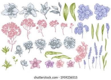 Vector set of hand drawn pastel anemone, lavender, rosemary everlasting, phalaenopsis, lily, iris