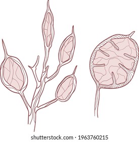 Juego de vectores de lunaria pastel dibujada a mano