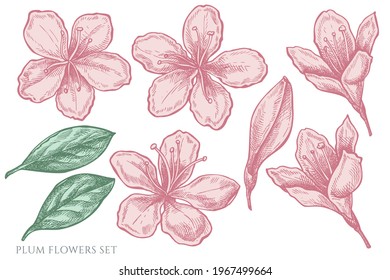 Vector set of hand drawn pastel plum flowers
