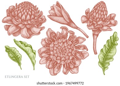 Vector set of hand drawn pastel etlingera