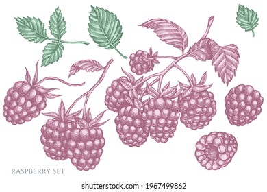 Vector set of hand drawn pastel raspberry