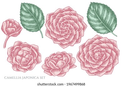 Vector set of hand drawn pastel camellia japonica