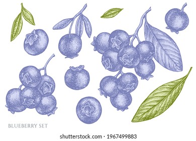 Vector set of hand drawn pastel blueberry