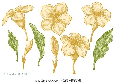 Vector set of hand drawn pastel allamanda