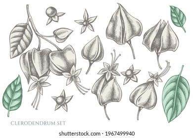 Vector set of hand drawn pastel clerodendrum