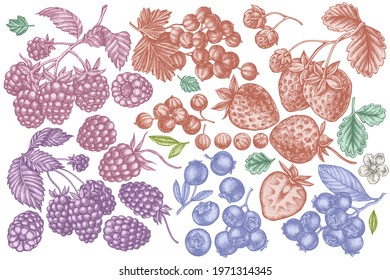 Vector set of hand drawn pastel strawberry, blueberry, red currant, raspberry, blackberry