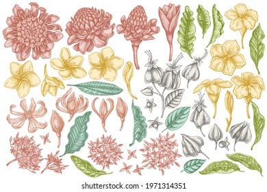 Vector set of hand drawn pastel plumeria, allamanda, clerodendrum, champak, etlingera, ixora