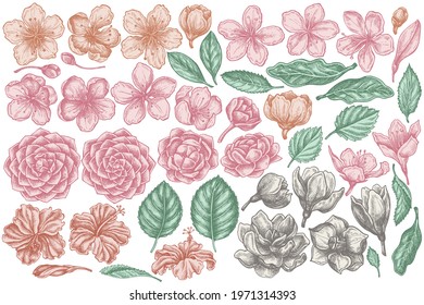 Vector set of hand drawn pastel hibiscus, plum flowers, peach flowers, sakura flowers, magnolia flowers, camellia japonica