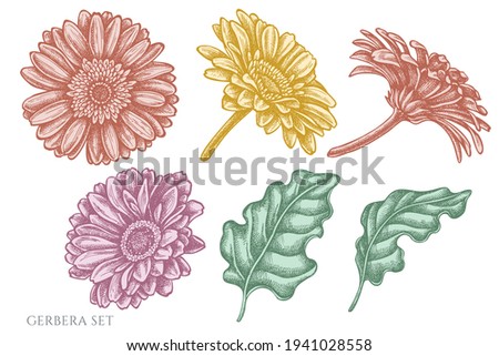 Vector set of hand drawn pastel gerbera
