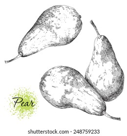 Vector set of hand drawn pear