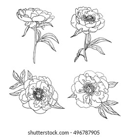 Vector set of hand drawn peonies and leaves isolated on white background. Outline flowers are element for design. Hand-drawn contour lines.