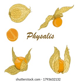 Vector set of hand drawn physalis berries. Design for fruit products packaging
