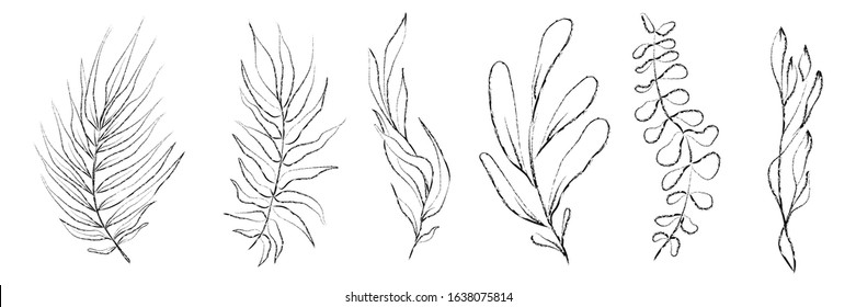 Vector set of hand drawn plants. Botanical sketched floral elements