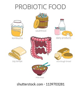 Vector set of hand drawn probiotic food. In the middle is the intestines, in a circle drawn Kombucha, sauerkraut, bread, miso soup, yogurt, soy Tempe.