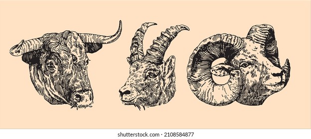 Conjunto vectorial de carnero dibujado a mano, cabezas de toro y cabra, ilustraciones vintage en blanco y negro.