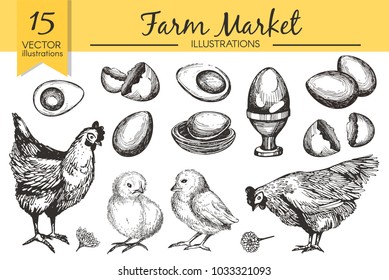 Vector set with hand drawn raw eggs, chicken,  boiled egg, shell, chicken on the white background