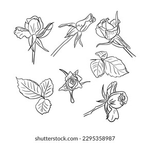 Vector set of hand drawn roses. Vector sketch illustration. Black flowers and leaves isolated on white background. Can be used for coloring pages, as tatoo, pattern, background, wrapping paper