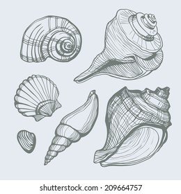 Vector set with hand drawn sea shell isolated. Vector illustration. 