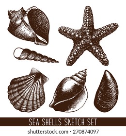 Vector set with hand drawn sea shell sketch isolated on white. Vintage shells with engraving elements collection. 