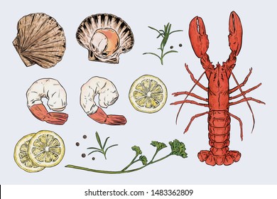 Vector set with hand drawn seafood illustration.
